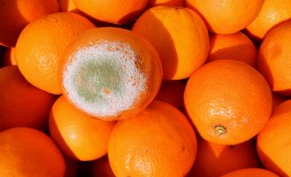 Técnica evita uso de produtos químicos para controlar a praga do bolor verde da laranja