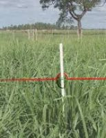Altura de pastagens ajuda a reduzir a emissão de gases do efeito estufa