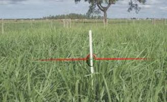 Altura de pastagens ajuda a reduzir a emissão de gases do efeito estufa