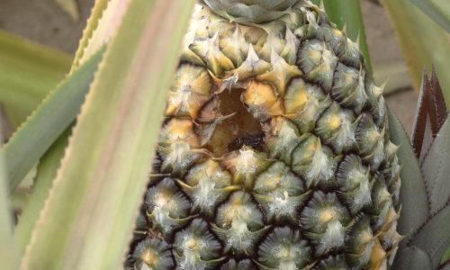 <h2><a href="https://nordesterural.com.br/praga-do-abacaxizeiro-pode-ser-controlada-com-calda-biologica/">Praga do abacaxizeiro pode ser controlada com calda biol&oacute;gica</a></h2>O trabalho de pesquisa sobre a calda biol&oacute;gica foi desenvolvido pela Emepa, que recomenda o controle da fusariose com o uso do tanino, subst&acirc;ncia que pode ser encontrada em diversas