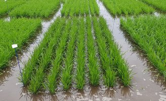 Arroz irrigado de Sergipe pode render colheita de mais de 35 mil toneladas este ano