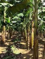 Cultivares de bananeira resistentes as pragas