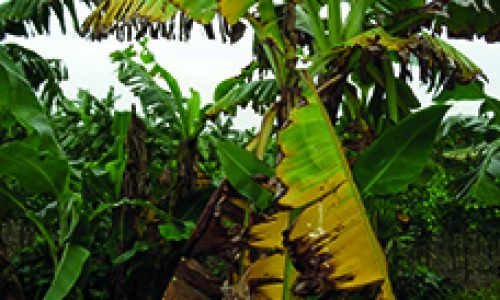 <h2><a href="https://nordesterural.com.br/brasil-arma-esquema-de-seguranca-para-evitar-que-a-principal-praga-que-ataca-os-bananais-possa-entrar-no-pais/">Brasil arma esquema de seguran&ccedil;a para evitar que a principal praga que ataca os bananais possa entrar no pa&iacute;s</a></h2>&Eacute; a nova ra&ccedil;a da murcha-de-fusarium da bananeira. A ra&ccedil;a 4 tropical (TR4) do fungo da murcha-de-fusarium da bananeira. Ela j&aacute; foi recentemente detectada na Col&ocirc;mbia. Trata-se da &uacute;nica ra&ccedil;a
