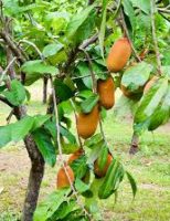 Pesquisadores recomendam clones de cupuaçu para combater a vassoura-de-bruxa