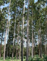 A importância das plantações de eucalipto para a economia mineira