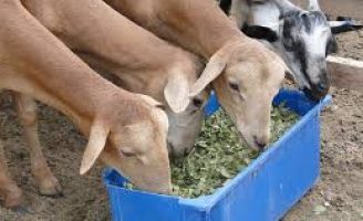 O jeito certo de garantir alimentação para caprinos e ovinos durante a seca