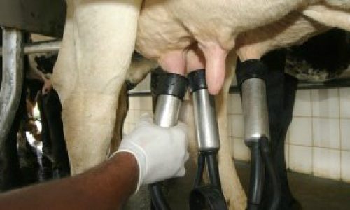 <h2><a href="https://nordesterural.com.br/um-programa-do-agro-brasileiro-ganha-premio-internacional/">Um programa do agro brasileiro ganha pr&ecirc;mio internacional</a></h2>Foi o programa Balde Cheio, da Embrapa, reconhecido pela Organiza&ccedil;&atilde;o das Na&ccedil;&otilde;es Unidas para a Alimenta&ccedil;&atilde;o e a Agricultura (FAO) entre as melhores pr&aacute;ticas e abordagens inovadoras do mundo que