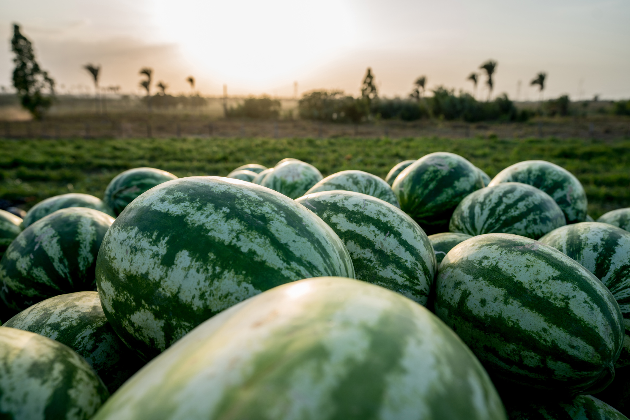 Todas as regiões do Brasil já têm zoneamento agrícola de risco climático para a melancia