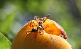 Produtores rurais devem ficar atentos ao ataque das mosca-das-frutas