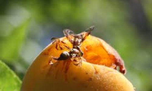 <h2><a href="https://nordesterural.com.br/produtores-rurais-devem-ficar-atentos-ao-ataque-das-mosca-das-frutas/">Produtores rurais devem ficar atentos ao ataque das mosca-das-frutas</a></h2>As moscas-das-frutas podem causar danos econ&ocirc;micos significativos, nos pomares, mesmo em pequenas popula&ccedil;&otilde;es. Em algumas regi&otilde;es, esses insetos-pragas chegam a comprometer 100% da produ&ccedil;&atilde;o de frutas. S&atilde;o v&aacute;rias as fruteiras