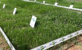 Nordeste com solos mais ricos com uso de plantas adequada à região