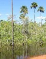 Recuperadas as nascentes dos rios Gorutuba e São Domingos no Norte de Minas
