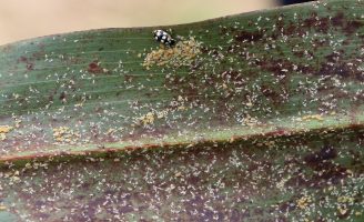 Pesquisadores alertam sobre ataque de pulgão-da-cana-de-açúcar em lavouras de sorgo