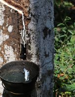 Cientistas identificam as seringueiras resistentes ao mal-das-folhas