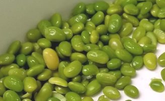 Uma nova semente de soja que pode ser consumida como edamame