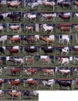 Nova tecnologia vai permitir que o produtor rural identifique por imagem o bovino no campo individualmente