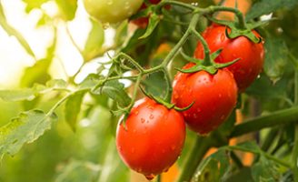 Mais produtividade nas plantações de tomate com inoculação de três fungos