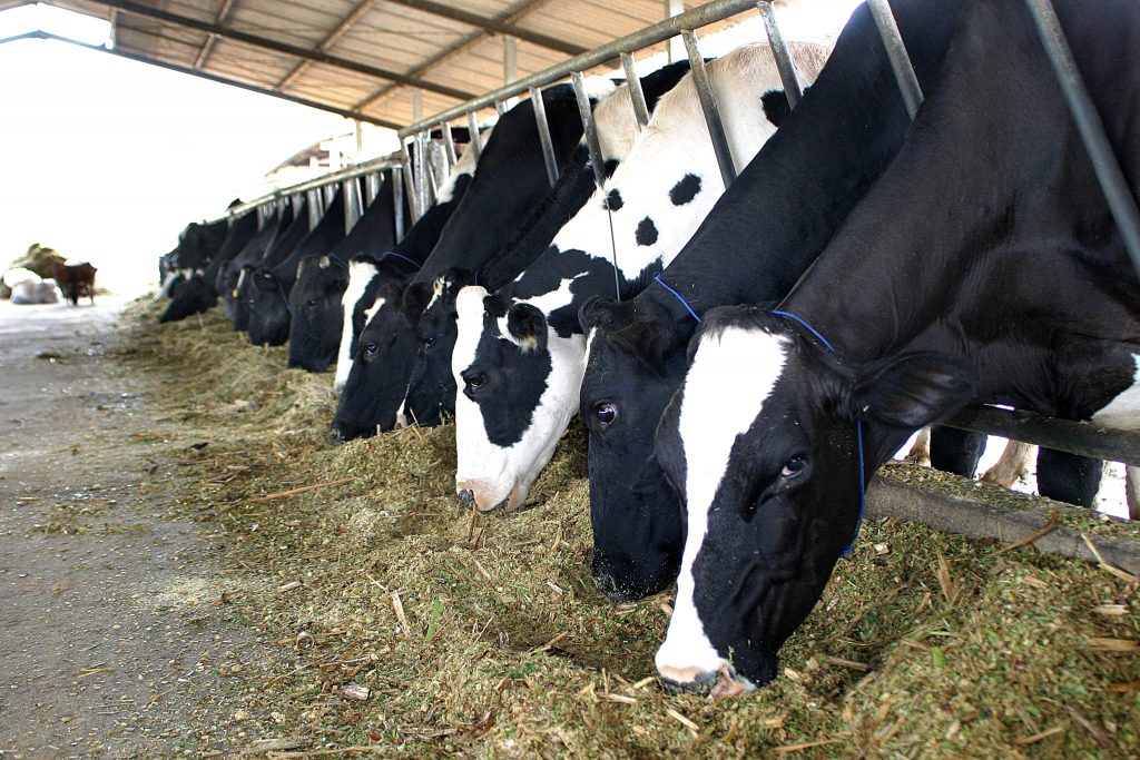 Protocolo vai proteger animais e tratadores em fazendas leiteiras