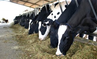 Protocolo vai proteger animais e tratadores em fazendas leiteiras