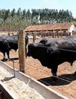 Fatores que ajudam a melhorar a rentabilidade da produção de boi de corte
