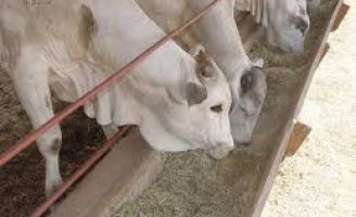 Aprenda a usar bem o suplemento mineral para os animais no coxo