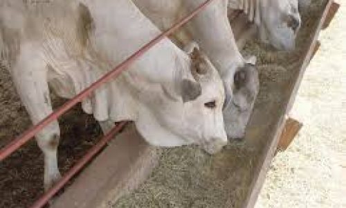 <h2><a href="https://nordesterural.com.br/aprenda-a-usar-bem-o-suplemento-mineral-para-os-animais-no-coxo/">Aprenda a usar bem o suplemento mineral para os animais no coxo</a></h2>Assim como qualquer outro tipo de atividade, a pecu&aacute;ria tamb&eacute;m tem seus &lsquo;macetes&rsquo;para um bom desempenho econ&ocirc;mico. O m&eacute;dico veterin&aacute;rio do departamento de nutri&ccedil;&atilde;o do Grupo Matsuda, Mateus Ara&uacute;jo apresenta