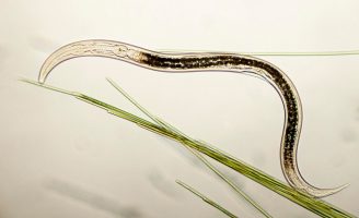 Nematoide, os vermes que prejudicam as plantas no solo