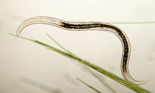 Nematoide, os vermes que prejudicam as plantas no solo