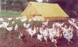 O jeito certo de fazer o abate de frango caipira