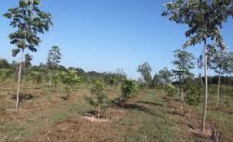 O que o produtor rural precisa saber sobre a preservação da vegetação nativa na propriedade