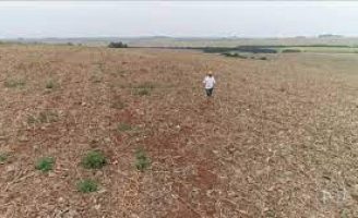 Falta de chuva também prejudica agricultores do sul do país