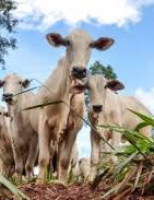 Organização Mundial de Saúde Animal dá parecer favorável para ampliar zonas livres de febre aftosa sem vacinação no Brasil