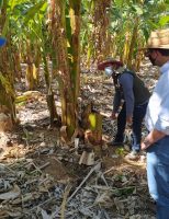 Plano de ação promove crescimento na cadeia produtiva do agronegócio nordestino