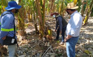 Plano de ação promove crescimento na cadeia produtiva do agronegócio nordestino