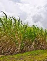 Onde se concentram as maiores plantações de cana-de-açucar no Brasil