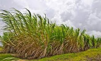 Onde se concentram as maiores plantações de cana-de-açucar no Brasil
