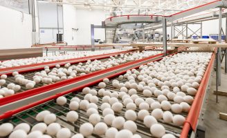 Produtores brasileiro ganham mais dinheiro com o aumento na exportação de ovos
