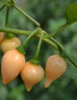 Uma pimenta com dupla aptidão e que pode ser plantada em todas as regiões do Brasil