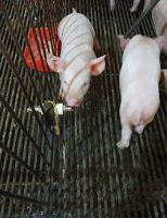 Uso de ozônio na água reduz mortes de suínos em granja