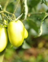 Uma semente de tomate longa vida para plantio em campo aberto ou área protegida
