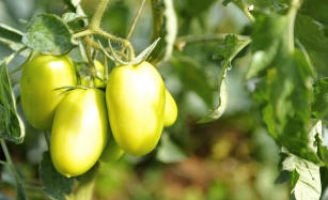 Uma semente de tomate longa vida para plantio em campo aberto ou área protegida