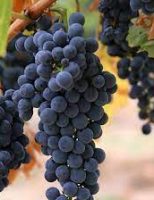 Consumidor brasileiro está tomando mais vinho de uva malbec