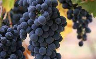 Consumidor brasileiro está tomando mais vinho de uva malbec
