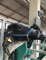 É possível identificar o cio das vacas com a medição do consumo de alimento