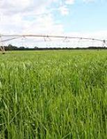 Produtores ganham orientações para o plantio de arroz de sequeiro e irrigado safra 2021/2022