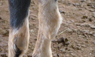 Caprinocultores conseguem manter produção mesmo com a CAE, doença que atinge os animais
