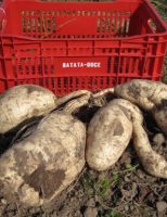 Uma nova cultivar de batata-doce
