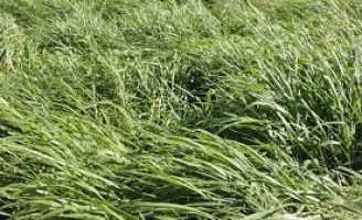 Capim ganhar preferência do pecuarista e ganha estudo para identificação de deficiência nutricional
