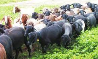 Como aumentar a produção de carne e melhorar a qualidade do couro na criação de ovinos e caprinos