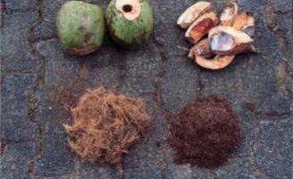 Como adubar o seu pomar usando a casca de coco verde